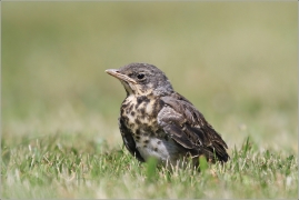 <p>DROZD KVÍČALA (Turdus pilaris) /Fieldfare - Wacholderdrossel/</p>